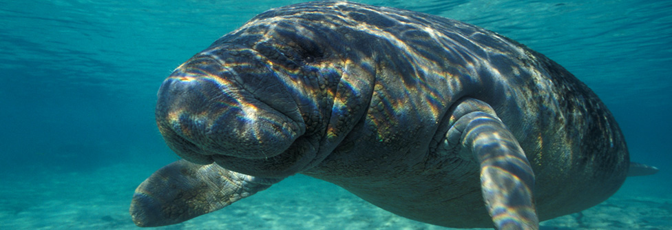 manatee snorkel